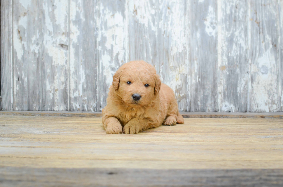 Funny Mini Goldendoodle Poodle Mix Pup