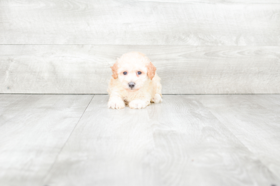 Fluffy Maltipoo Poodle Mix Pup