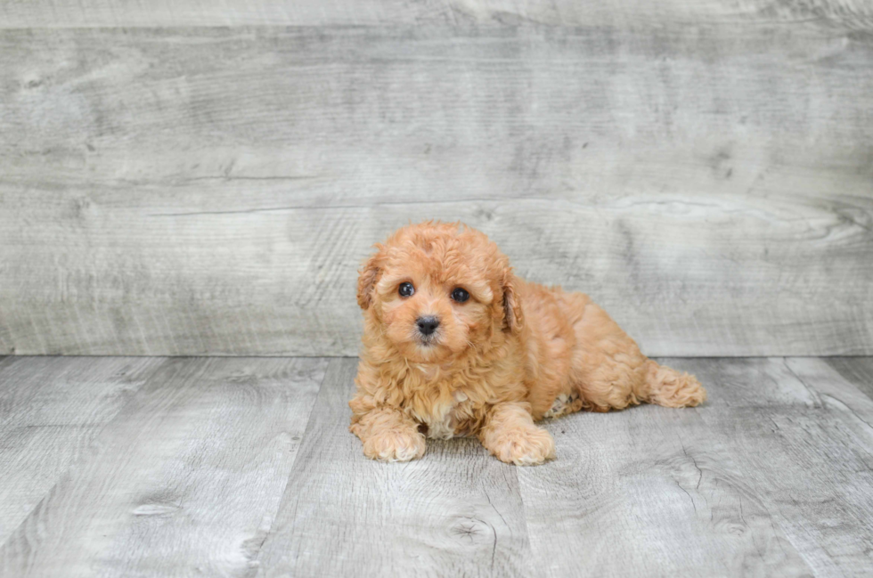 Cavapoo Pup Being Cute