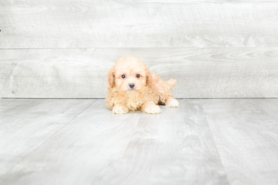 Maltipoo Pup Being Cute