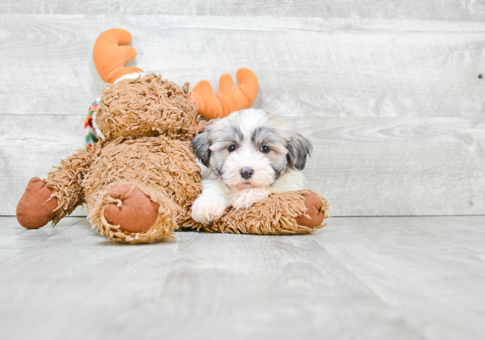 Akc Registered Havanese Baby