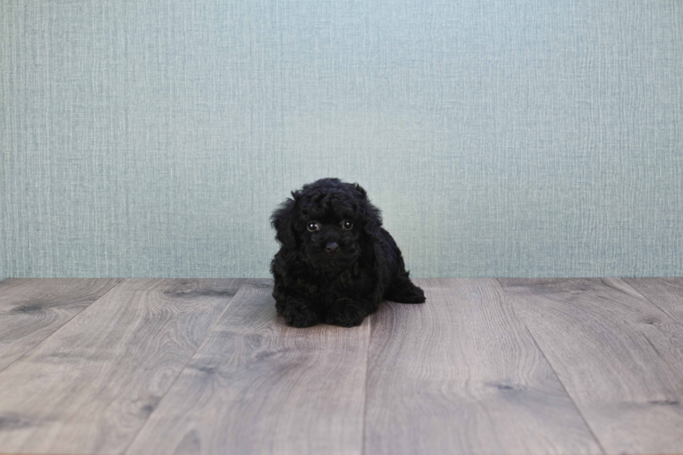 Yorkie Poo Puppy for Adoption