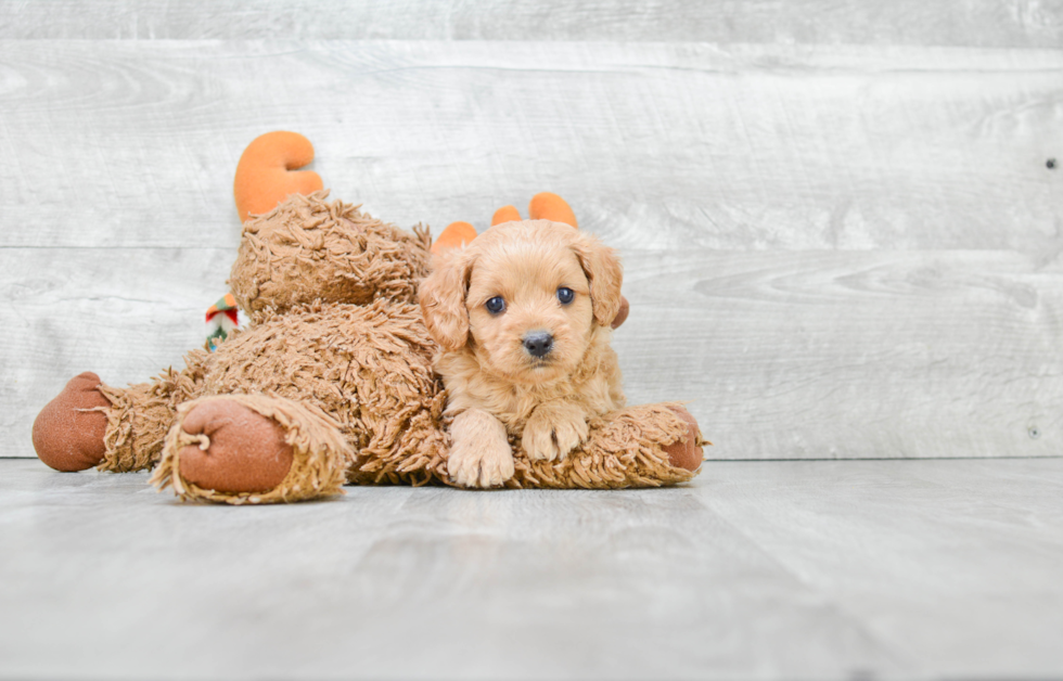 Sweet Cavapoo Baby