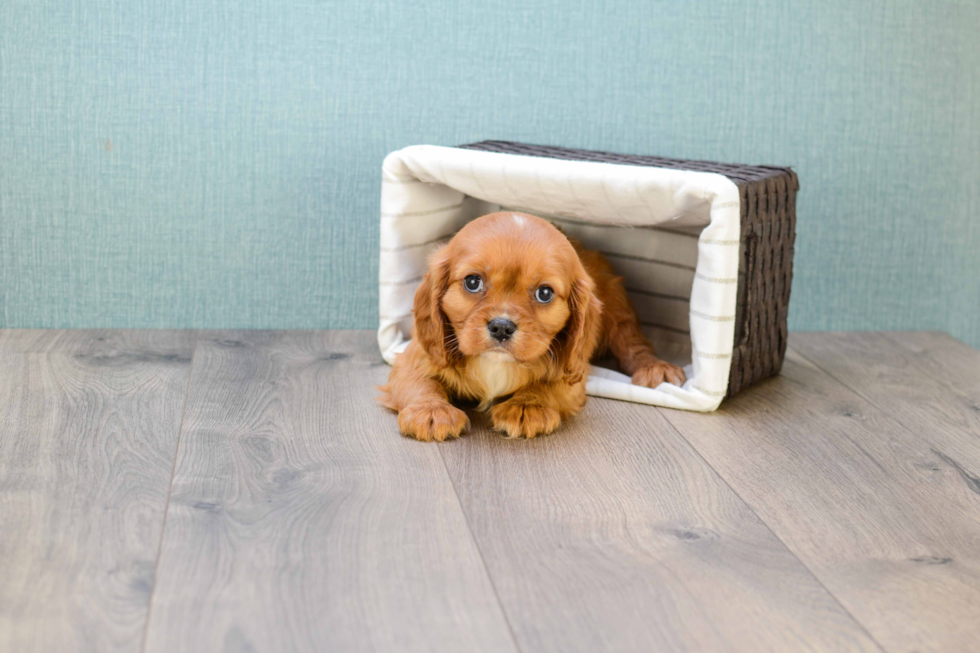 Cavalier King Charles Spaniel Pup Being Cute