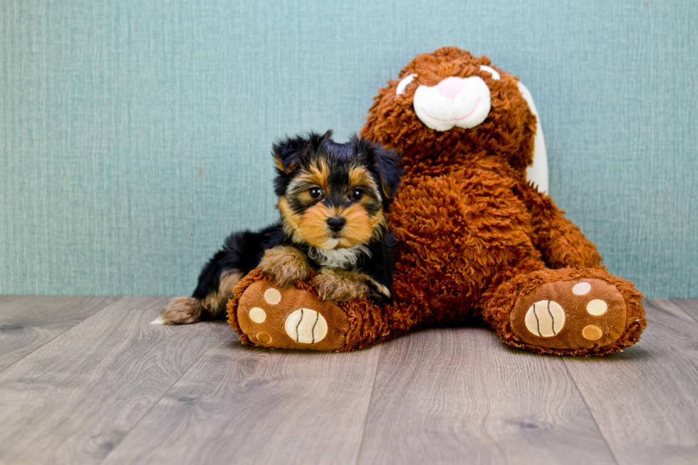 Meet Lisa - our Yorkshire Terrier Puppy Photo 