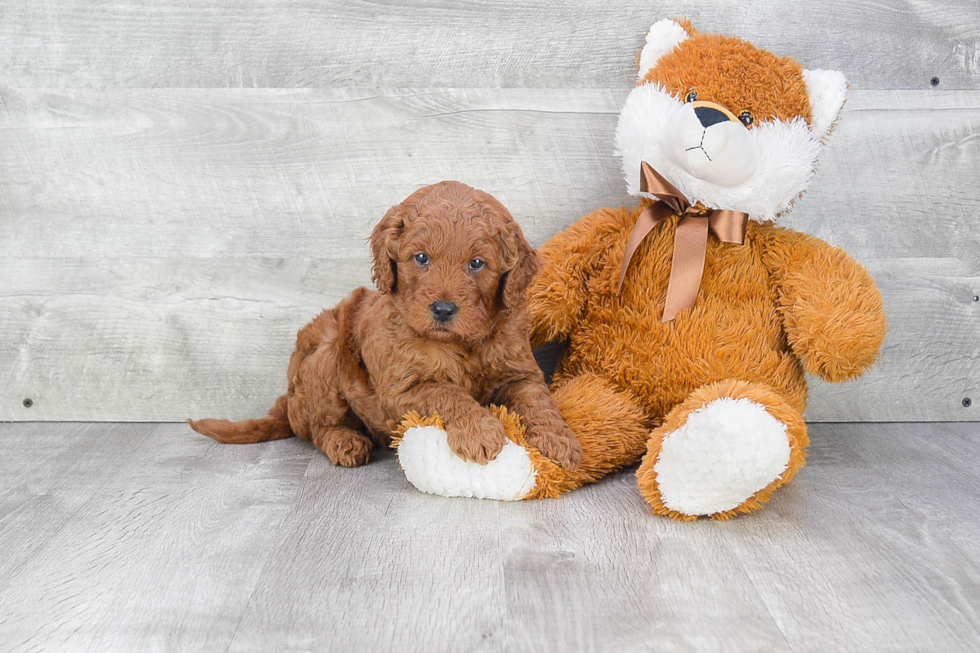 Best Mini Goldendoodle Baby