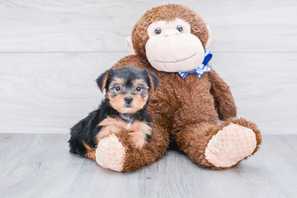 Meet Joey - our Yorkshire Terrier Puppy Photo 