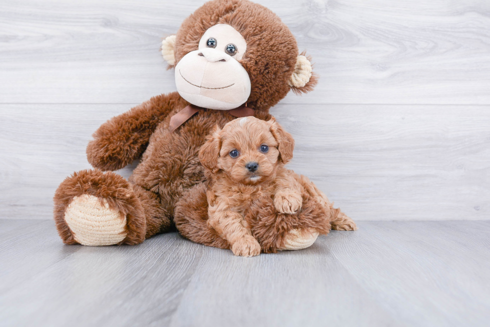 Popular Cavapoo Poodle Mix Pup