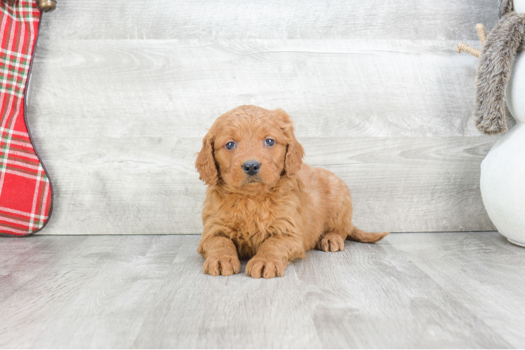 Playful Golden Retriever Poodle Mix Puppy