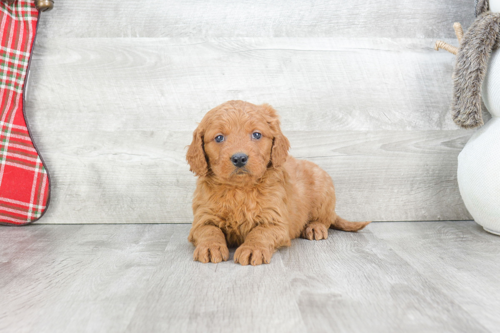 Playful Golden Retriever Poodle Mix Puppy