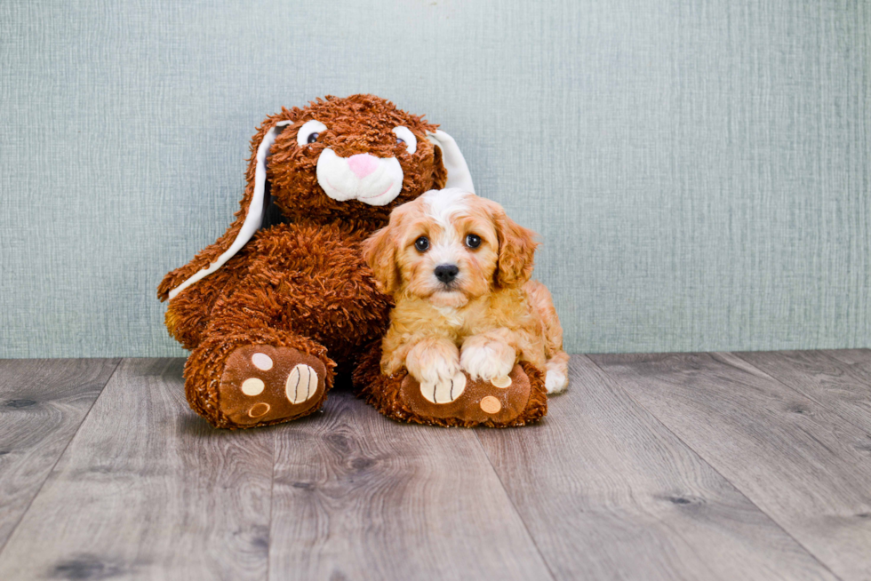 Best Cavapoo Baby