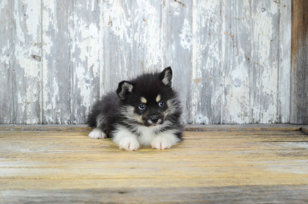 Best Pomsky Baby