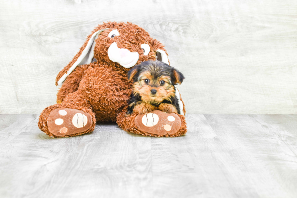 Meet Goldie - our Yorkshire Terrier Puppy Photo 