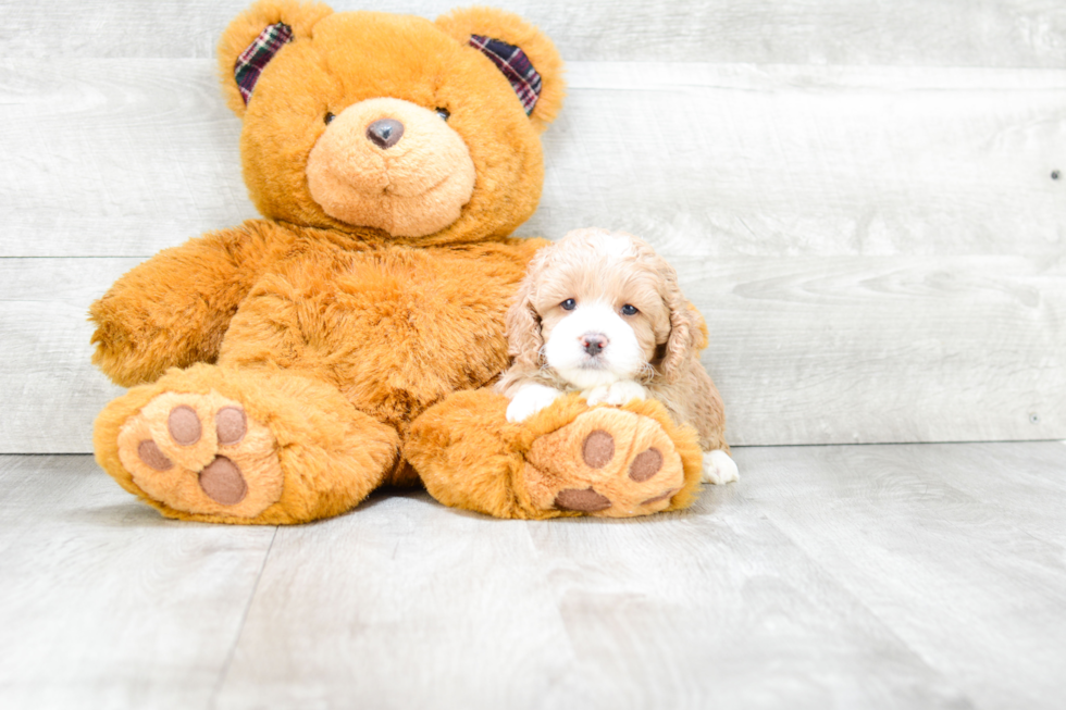 Cockapoo Puppy for Adoption