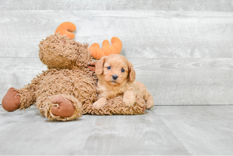 Best Cavapoo Baby