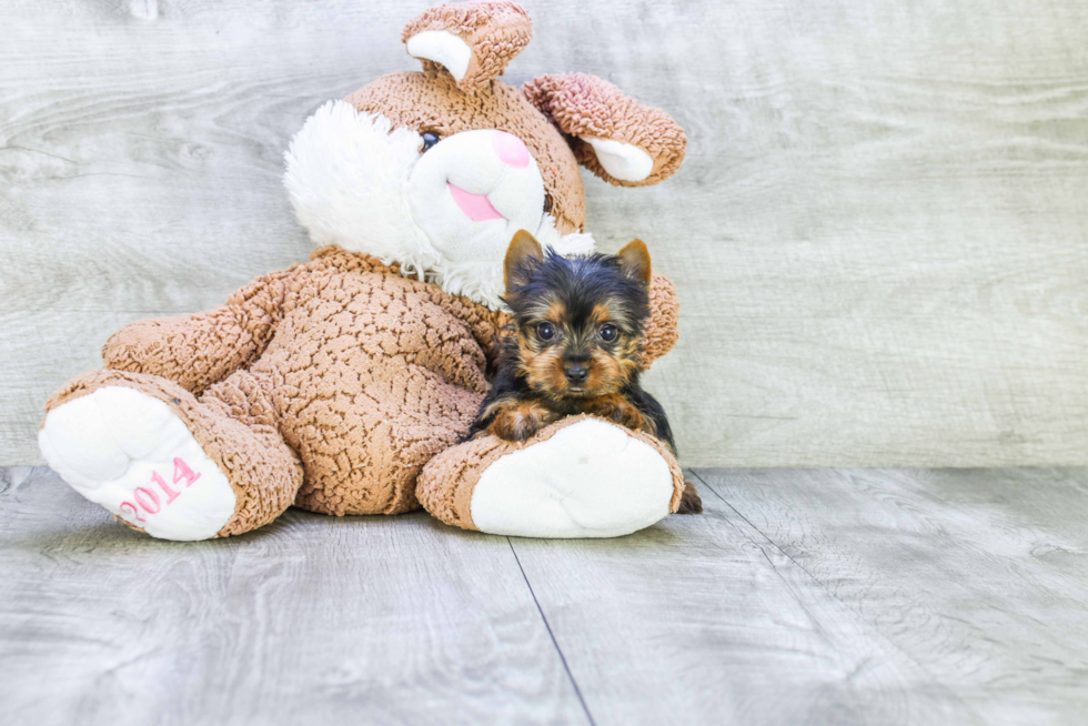 Meet Tinkerbell - our Yorkshire Terrier Puppy Photo 