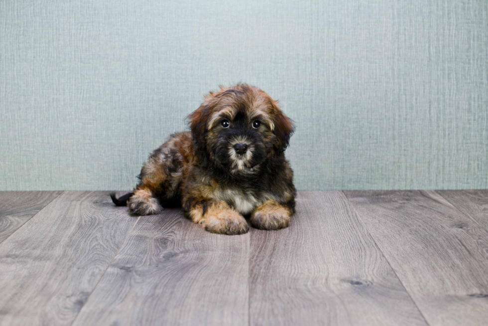 Happy Havanese Purebred Puppy