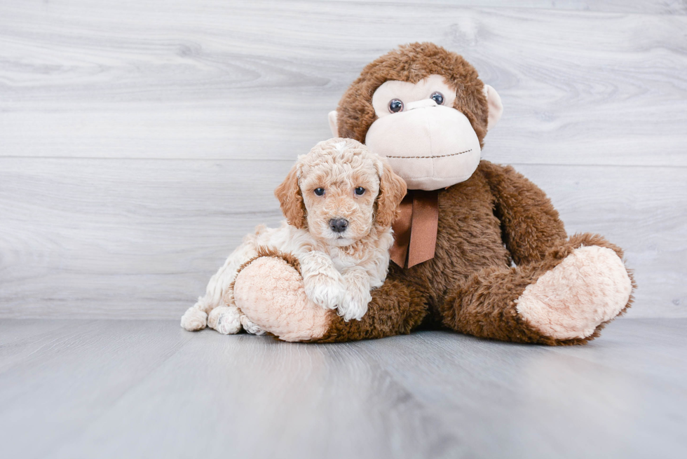 Smart Mini Goldendoodle Poodle Mix Pup