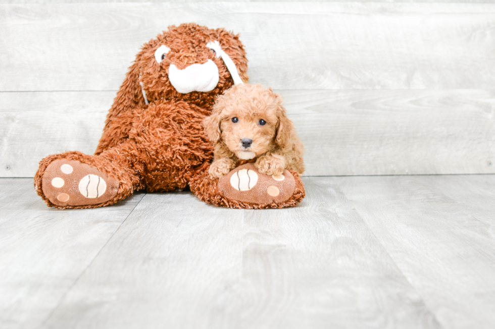 Energetic Cavoodle Poodle Mix Puppy