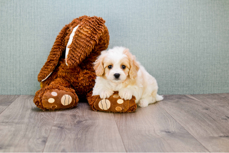 Funny Cavachon Designer Pup