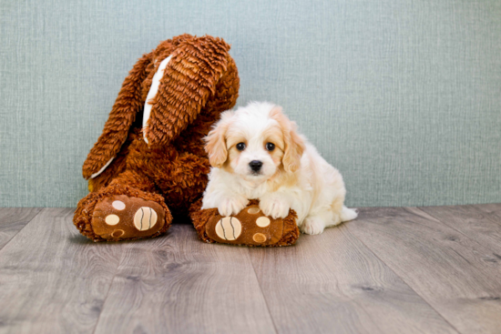 Funny Cavachon Designer Pup