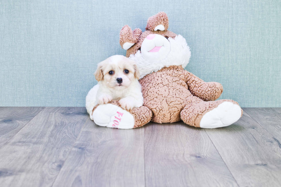 Little Cavalier Designer Puppy