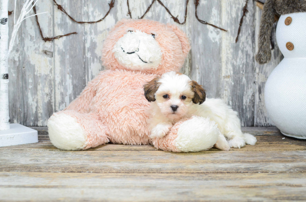 Teddy Bear Pup Being Cute