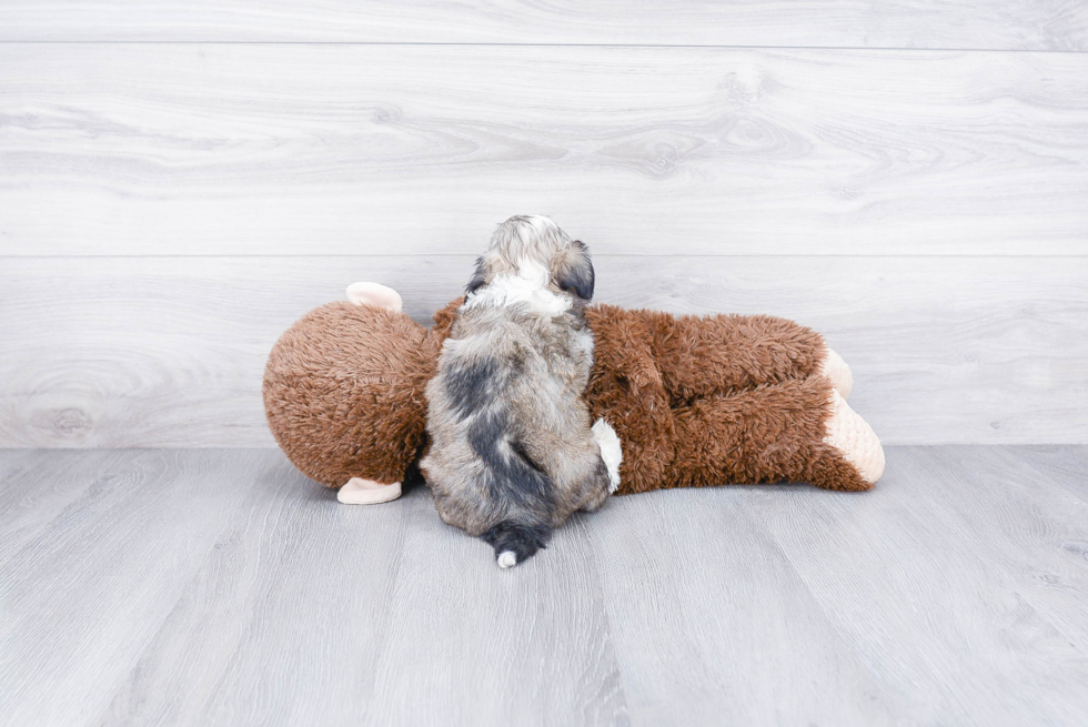 Funny Havanese Purebred Pup