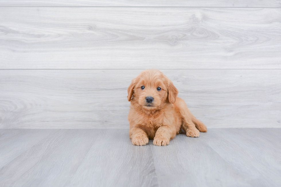 Cute Mini Goldendoodle Baby