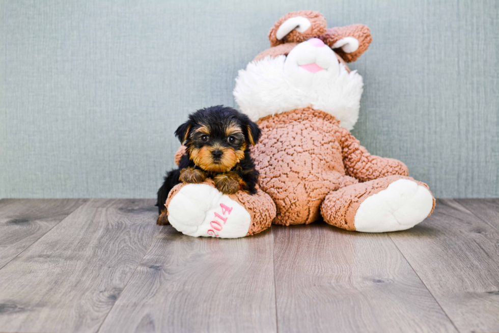 Meet Nugget - our Yorkshire Terrier Puppy Photo 