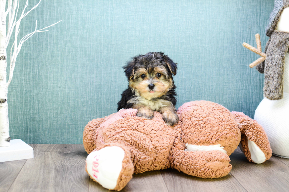 Morkie Pup Being Cute