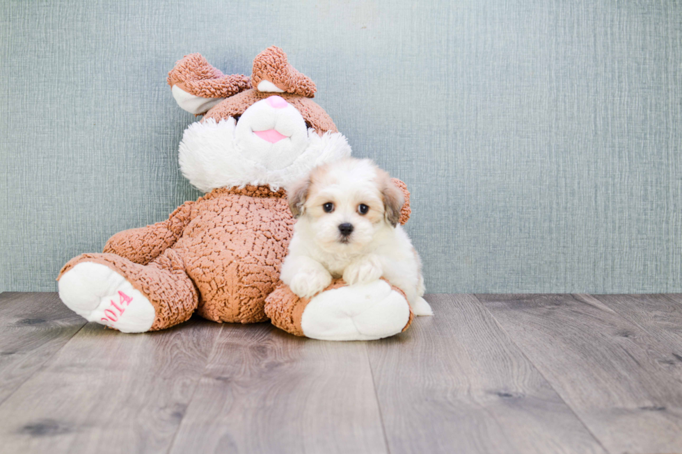 Teddy Bear Pup Being Cute