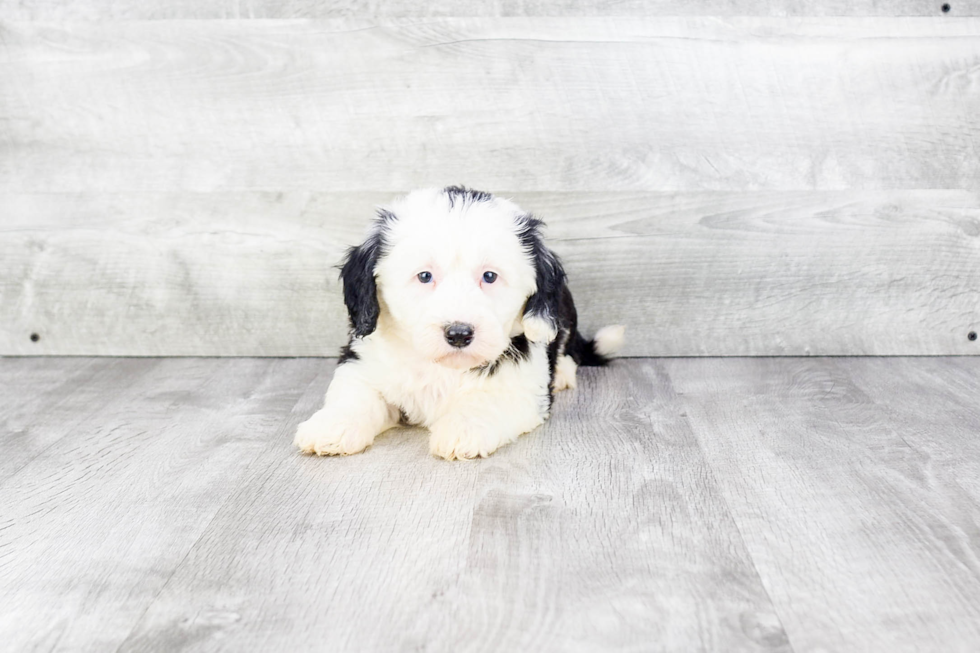 Mini Sheepadoodle Puppy for Adoption