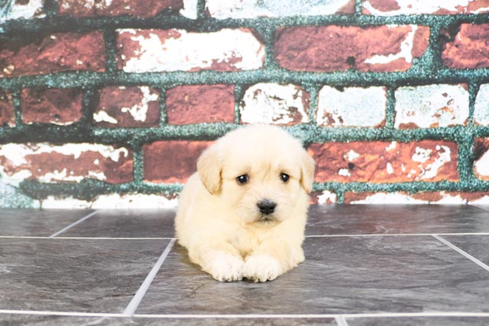 Popular Mini Goldendoodle Poodle Mix Pup