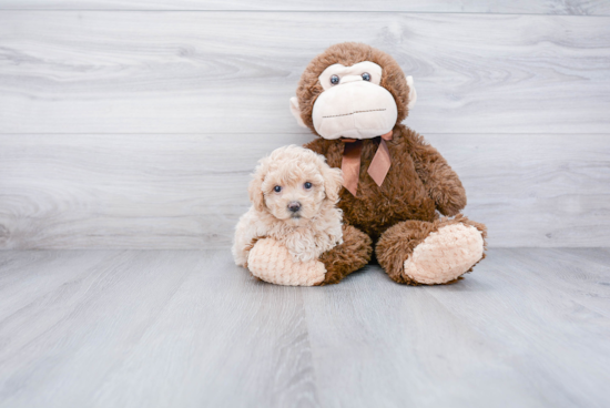 Maltipoo Puppy for Adoption