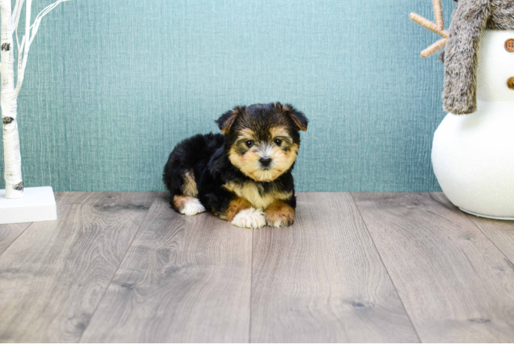 Morkie Puppy for Adoption