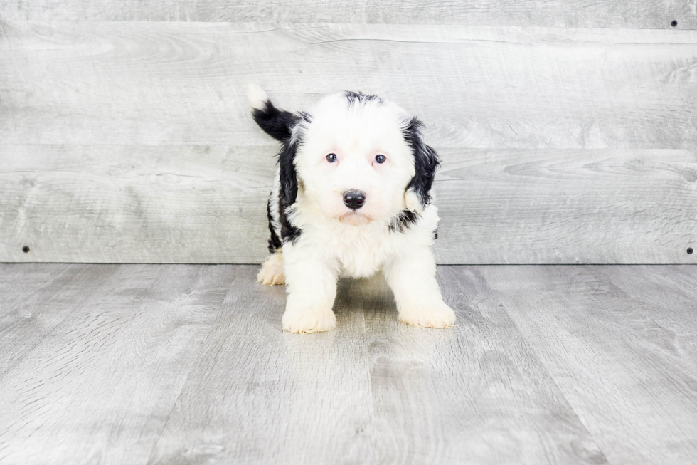 Happy Mini Sheepadoodle Baby