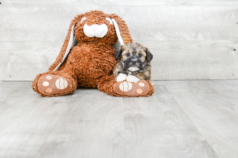 Best Havanese Baby