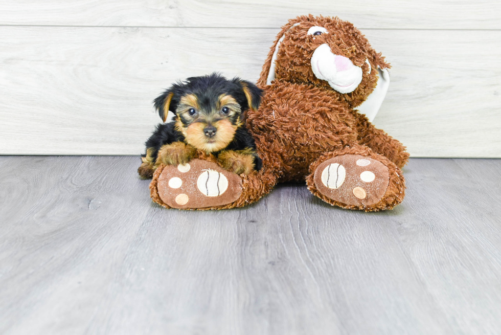 Meet Stevo - our Yorkshire Terrier Puppy Photo 