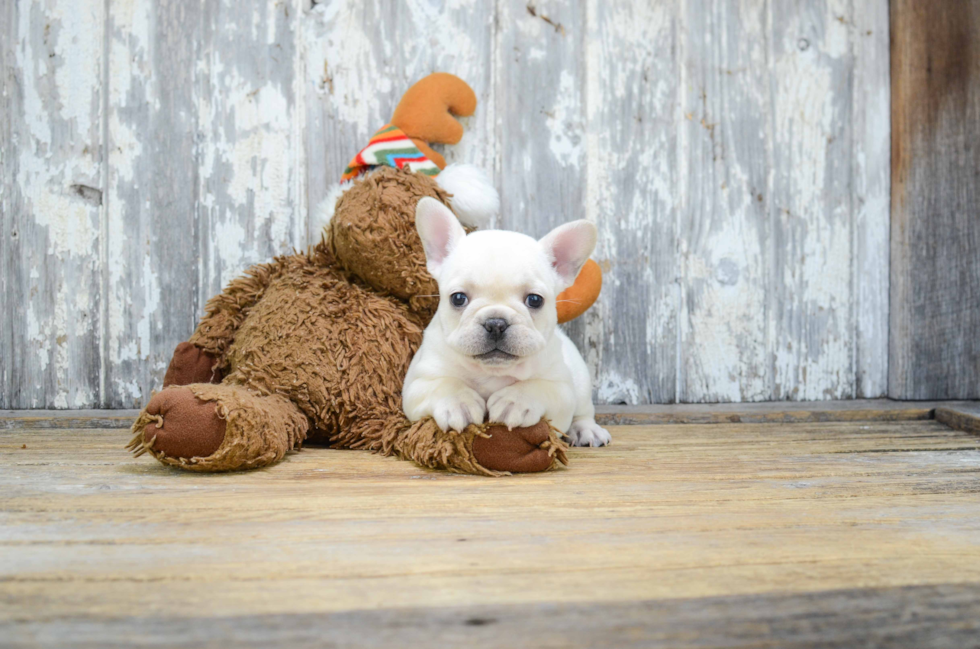 French Bulldog Pup Being Cute