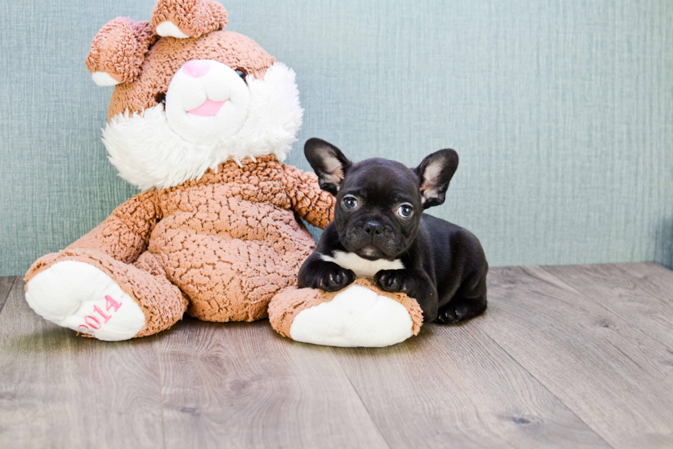 French Bulldog Puppy for Adoption