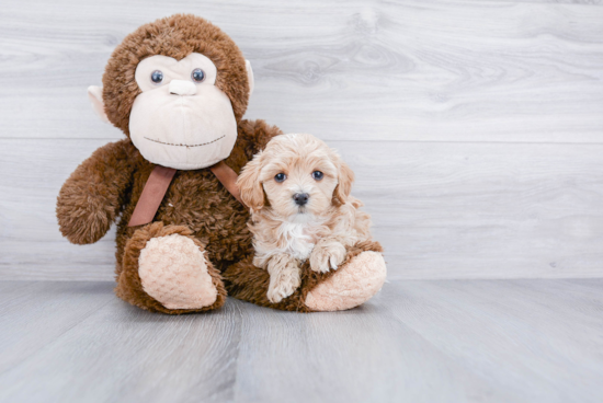 Best Maltipoo Baby