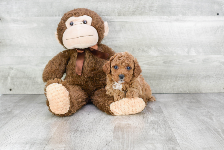 Little Cavoodle Poodle Mix Puppy