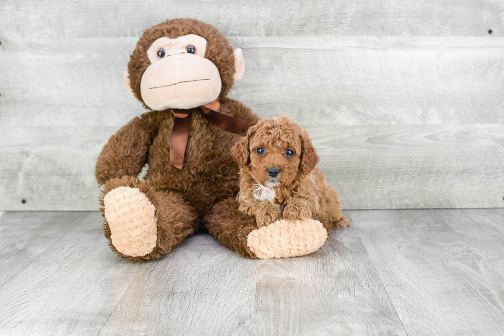 Little Cavoodle Poodle Mix Puppy