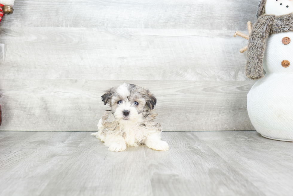 Energetic Havanese Purebred Puppy