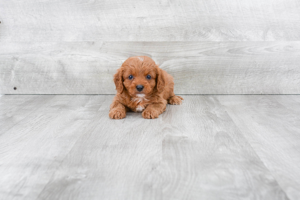 Cavapoo Pup Being Cute