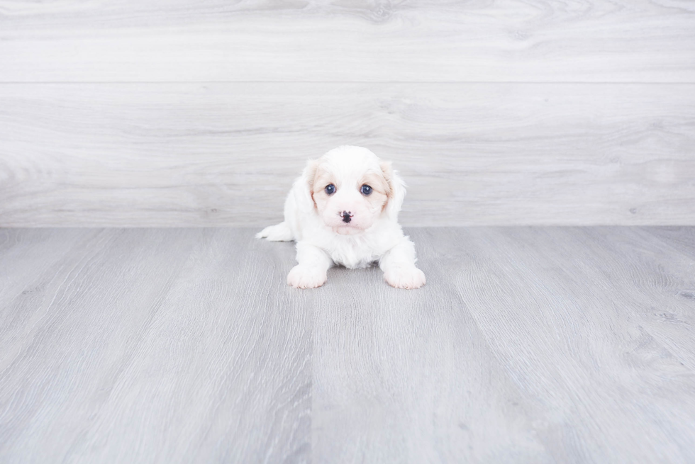 Cavachon Pup Being Cute