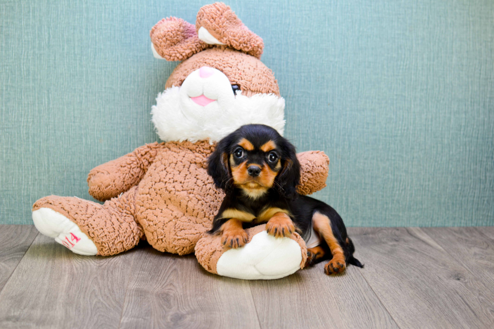 Little Cavalier King Charles Spaniel Purebred Pup