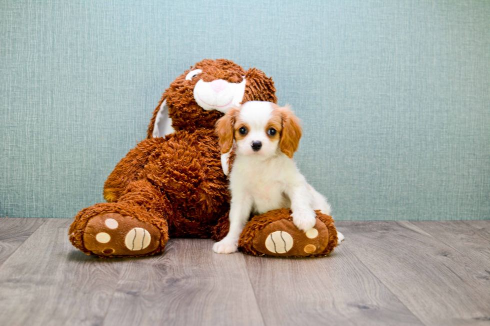 Cavalier King Charles Spaniel Pup Being Cute