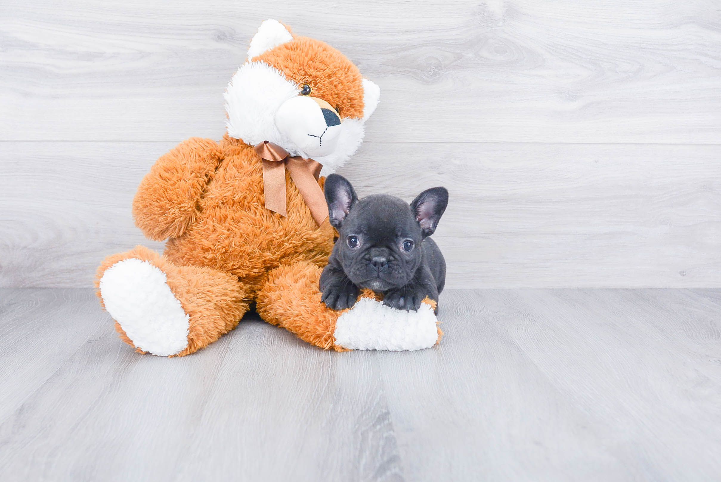 French Bulldog Puppy for Adoption